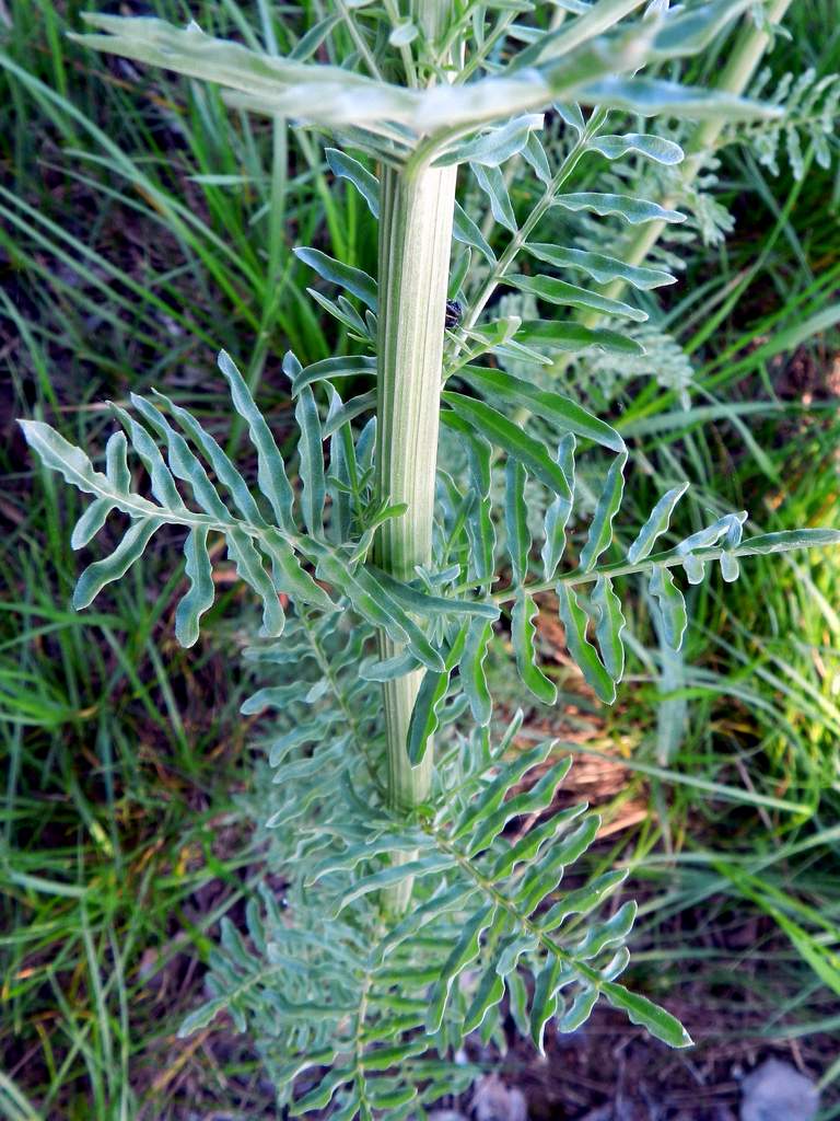 Reseda alba / Reseda bianca